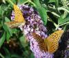 Argynnis paphia